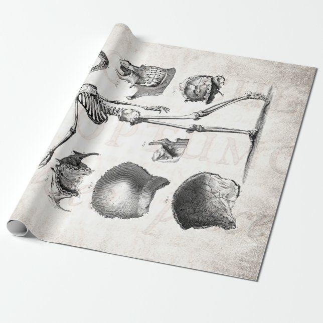 Papel De Presente Esqueletos antigos de esqueleto da anatomia dos (Desenrolado)