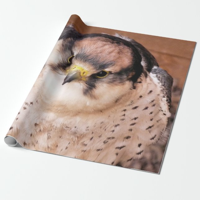 PAPEL DE PRESENTE FALCÃO LANNER (Desenrolado)