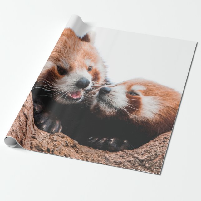 PAPEL DE PRESENTE FAMÍLIA DE URSOS CUTA KOALA (Desenrolado)