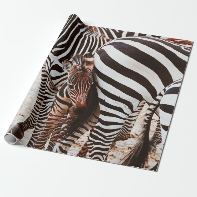 PAPEL DE PRESENTE FAMÍLIA ZEBRA (Desenrolado)