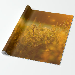 Papel De Presente Fechar a silhueta de um campo de grama por sunseta