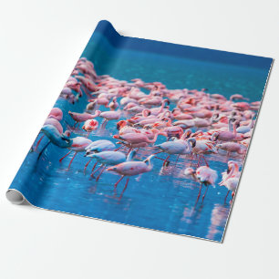 Papel De Presente flamingos africanos. Grupo de flamingos