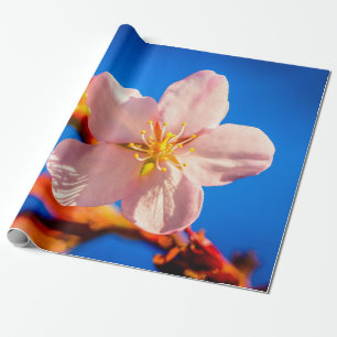 Papel De Presente Flor Cherry Sakura Japonês