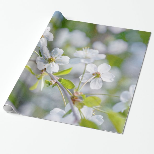 Papel De Presente Flor de Cerejeira Branca (Desenrolado)