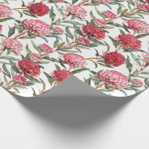 Flor de Waratah, flor selvagem australiana
