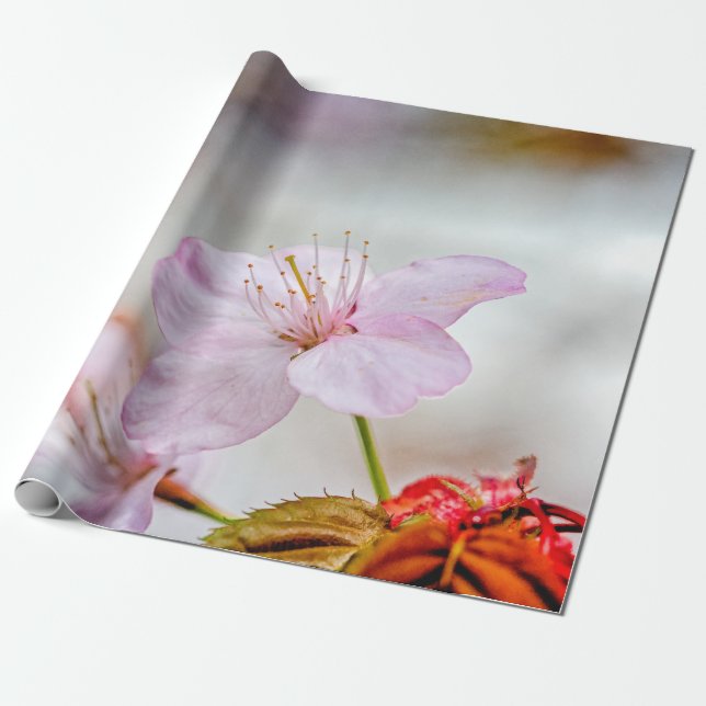 Papel De Presente Flor Sakura Rosa Bonita Em Springtime (Desenrolado)