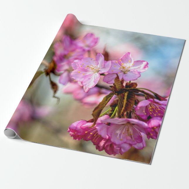 Papel De Presente Flores Belgas e Rosa Sakura (Desenrolado)