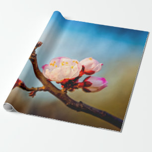 Papel De Presente Flores De Apricot Japonesas E Céu Azul
