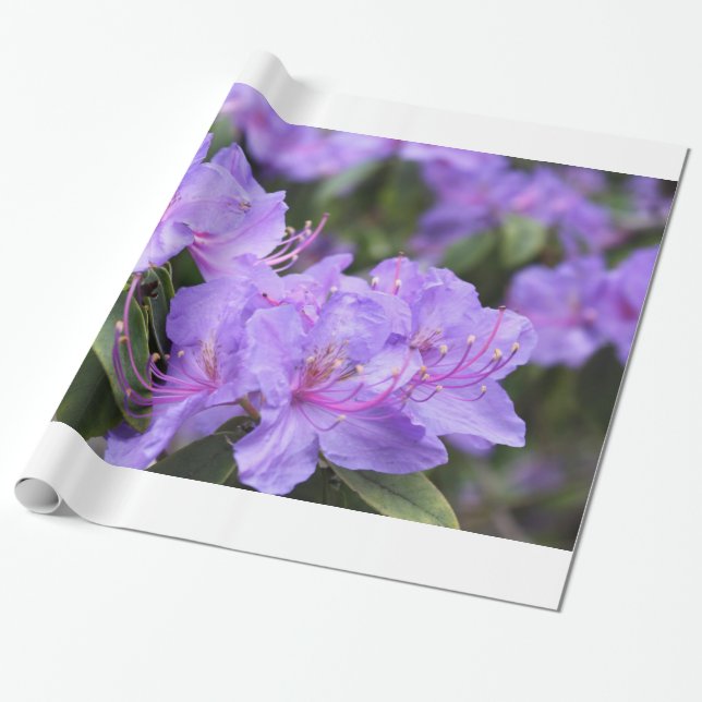 Papel De Presente Flores de azálea roxa feriado, Natal, aniversário (Desenrolado)