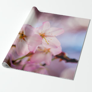 Papel De Presente Flores De Cereja De Cor Rosa E Céu Azul