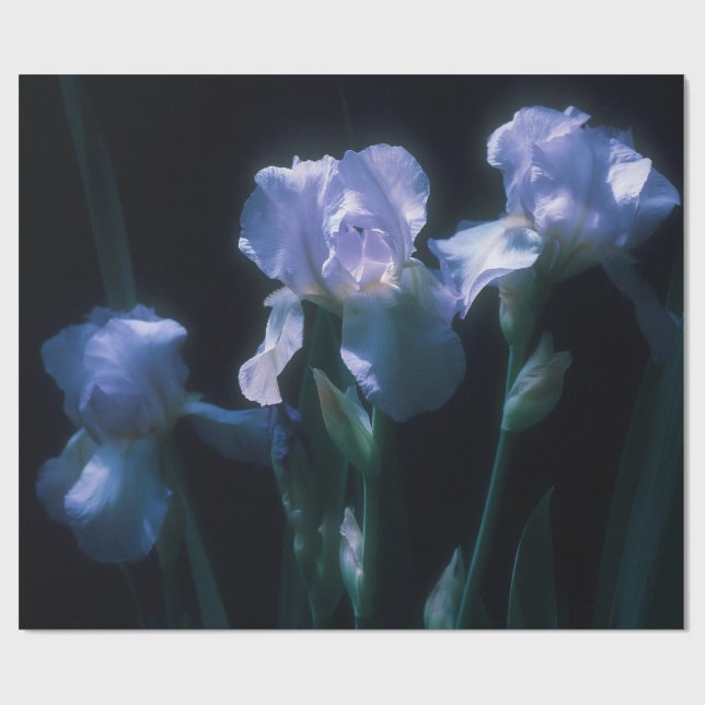 Papel De Presente Flores de Íris ao Crepúsculo (Aberto)