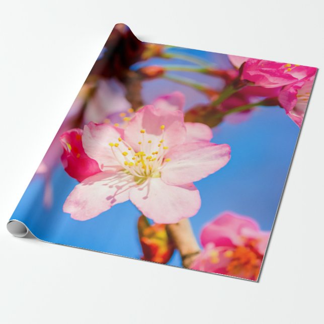 Papel De Presente Flores De Sakura Rosa Vibrantes E Céu Azul Claro (Desenrolado)