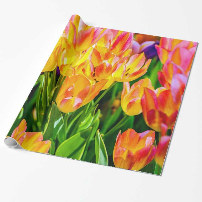 Papel De Presente Flores de Tulipas - Farinhas (Desenrolado)