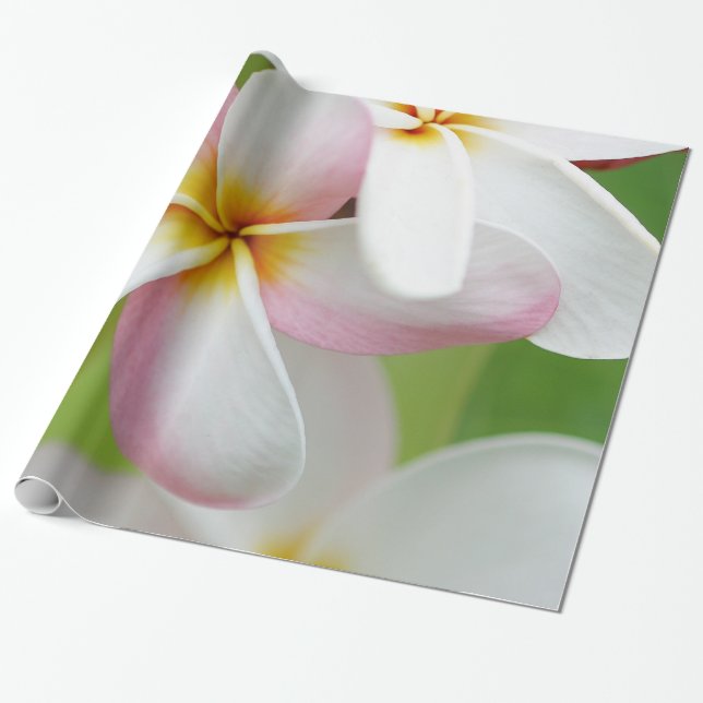 Papel De Presente Flores do Hawaiian da flor de Havaí do Frangipani (Desenrolado)