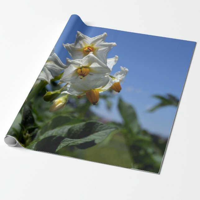 Papel De Presente Flores estreladas Solanum tuberosum (Desenrolado)