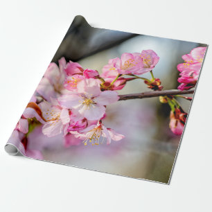 Papel De Presente Flores Sakura Doce Em Springtime