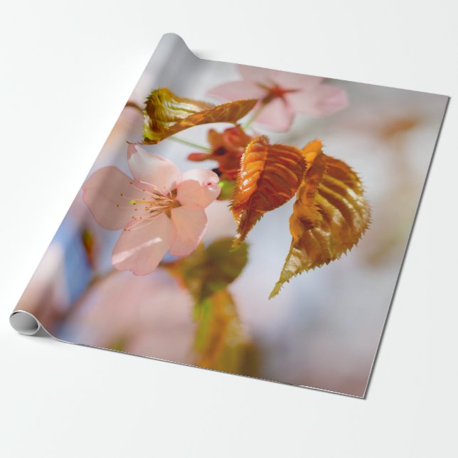 Papel De Presente Flores Sakura E Folhas De Laranja (Desenrolado)