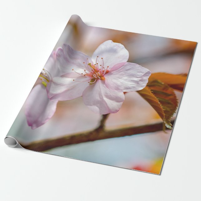 Papel De Presente Flores Sakura E Folhas De Laranja Em Springtime (Desenrolado)