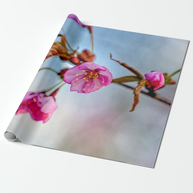 Papel De Presente Flores Sakura Em Cores Rosa Suaves (Desenrolado)