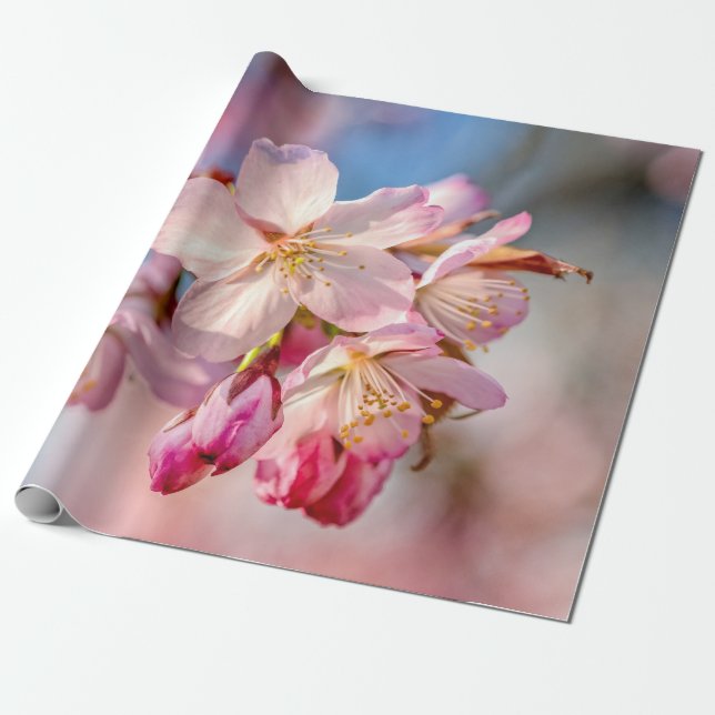 Papel De Presente Flores Sakura surpreendentes. Fundo bege e azul (Desenrolado)