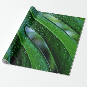 Papel De Presente Folha verde da planta Monstera