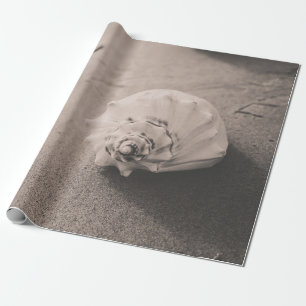 Papel De Presente Foto aproximada de uma concha branca sobre a areia