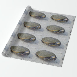 Papel De Presente Foto da tartaruga