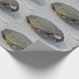 Papel De Presente Foto da tartaruga