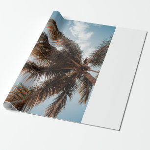 Papel De Presente Foto de baixo ângulo do coco