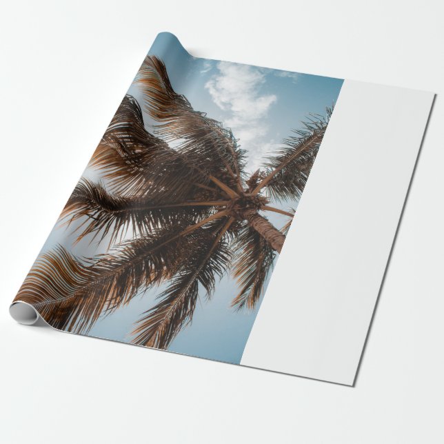 Papel De Presente Foto de baixo ângulo do coco (Desenrolado)