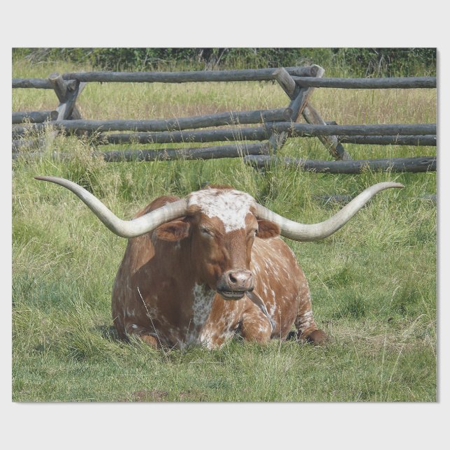 Papel De Presente Foto de Cow Texas Longhorn (Aberto)