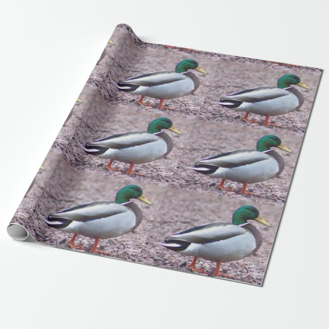 Papel De Presente Foto de Mallard Duck (Desenrolado)