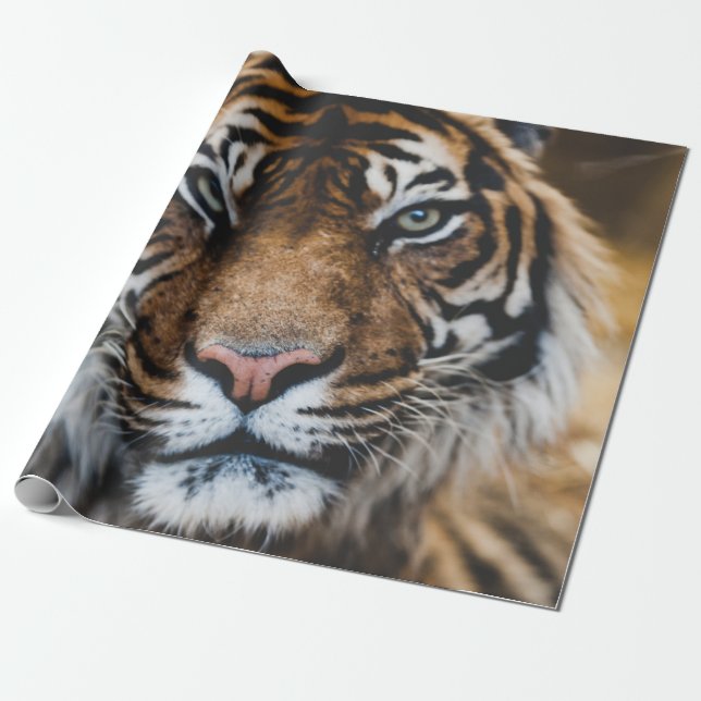 PAPEL DE PRESENTE FOTO DO ROSTO DE TIGER (Desenrolado)