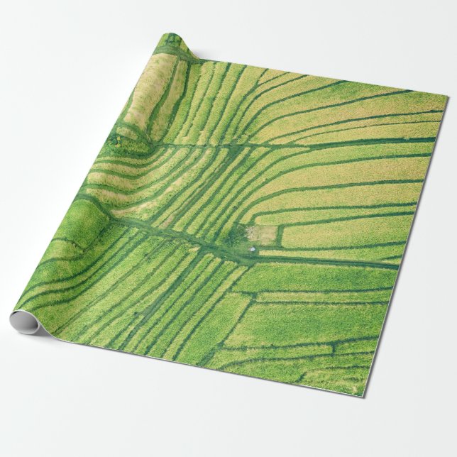 Papel De Presente Fotografia aérea no campo de arroz (Desenrolado)