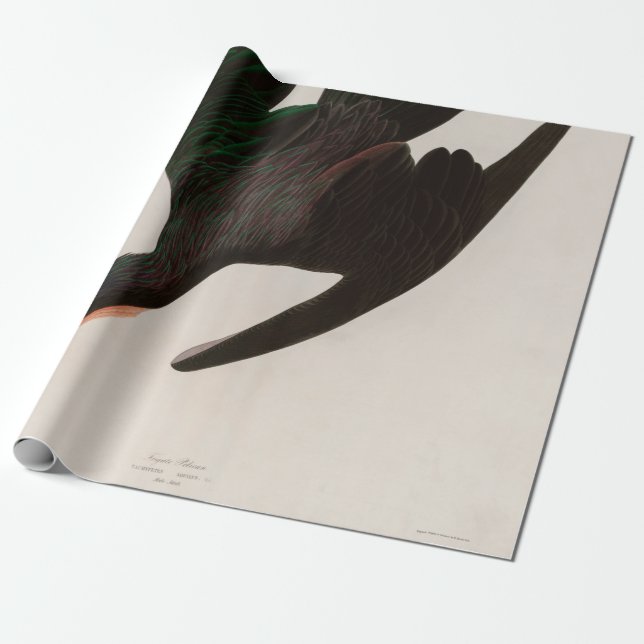 Papel De Presente Frigate Pelican Birds of America Audubon Impressão (Desenrolado)