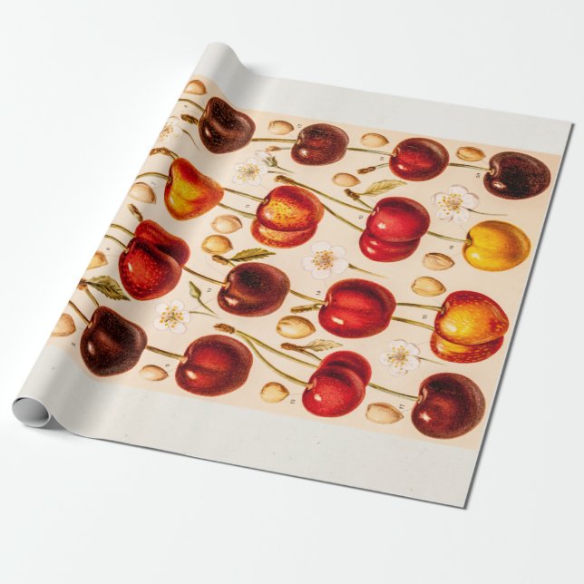 Papel De Presente Fruta antiga das cerejas das variedades da cereja (Desenrolado)