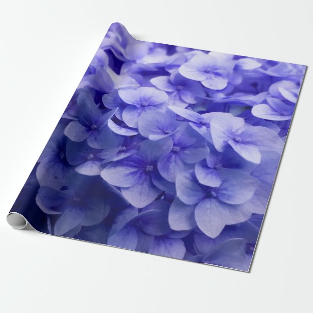 Papel De Presente Fundo branco da flor do Hydrangea (Desenrolado)