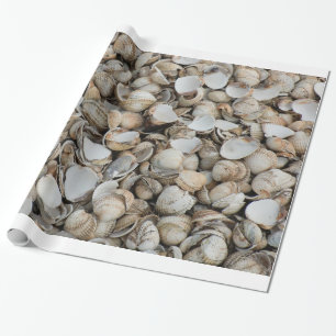 Papel De Presente Fundo de conchas