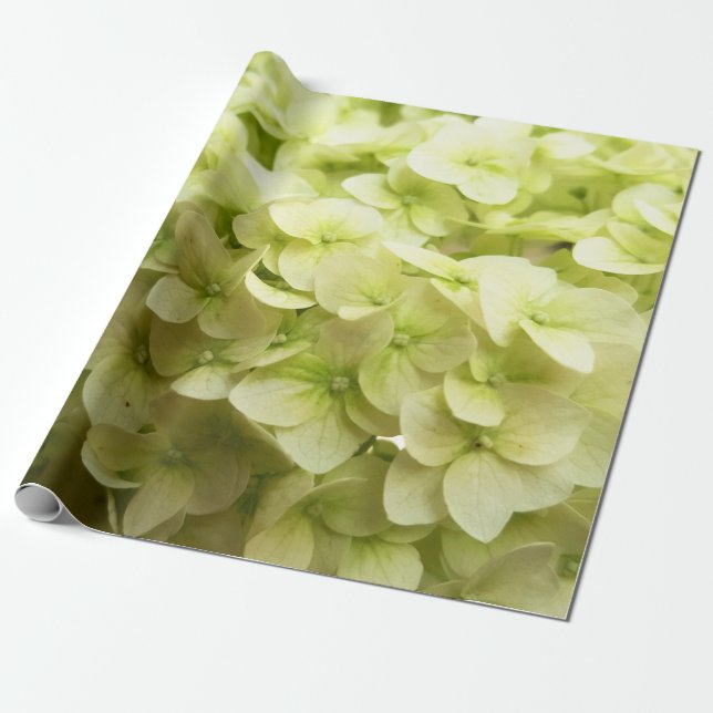 Papel De Presente Fundo de flores de Hydrangea branca (Desenrolado)