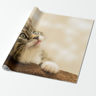 Papel De Presente Gatinho Bonito com Pata Estendida