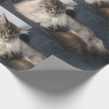 Gato de racum de Maine