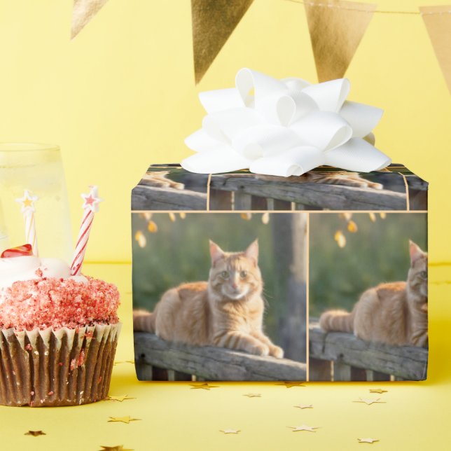 Papel De Presente Gato Laranja em uma Cerca Rústica (Festa de aniversário)