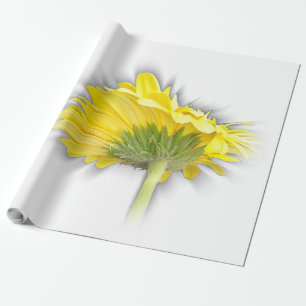 Papel De Presente gérbera amarela