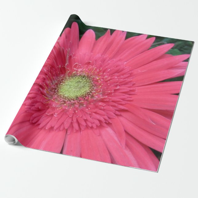 Papel De Presente Gerbera Daisy Wrapping Paper (Desenrolado)