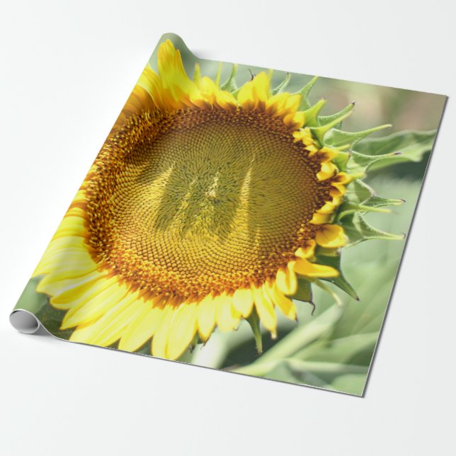 Papel De Presente Girassol amarelo (Desenrolado)