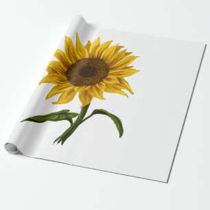 Papel De Presente Girassol Sunshine Floral Watercolor Flor