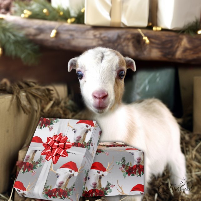 Papel De Presente Goat Christmas Adorable LaMancha Kid em Antlers (Criador carregado)