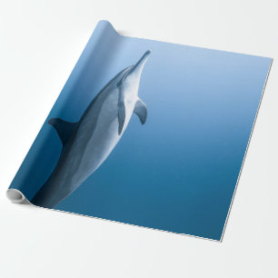 Papel De Presente Golfinho-do-mar