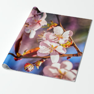 Papel De Presente Gorgeous Sakura Blossoms