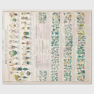 Papel De Presente Gráfico Botânico Vintage: Classificação das pl